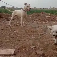 سگ گمشده