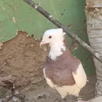 کبوتر