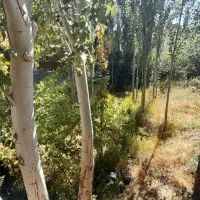 زمین ویلایی روستای سُه