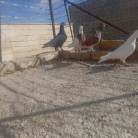 افشون|پرنده|اسفراین, |دیوار