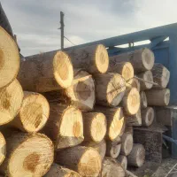 خرید هرس و برش چوب درخت