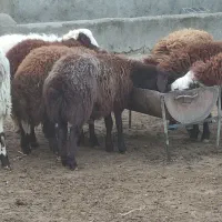 هفت راس بره نر سرحال