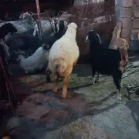 حیوانات مزرعه