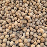 گردو بومی سامان پر چرب و سفید