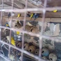 مرغ عشق|پرنده|میناب, |دیوار