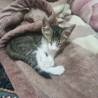 گربه