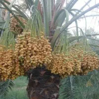 فروشی|موبایل|سراوان, |دیوار