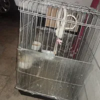 قفس بزرگ برای طوطی سانان با جای جوجه|لوازم جانبی حیوانات|تهران, جنت‌آباد مرکزی|دیوار