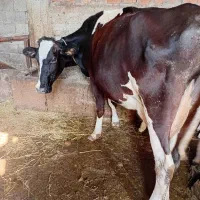 گاو گوساله|حیوانات مزرعه|آمل, |دیوار