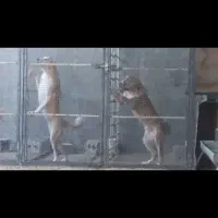 توله|سگ|نجفآباد, فیروزآباد|دیوار