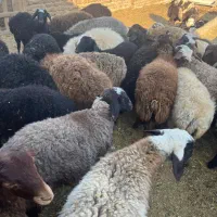 بره نر و ماده