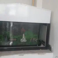 آکواریم|ماهی|کرمانشاه, |دیوار