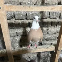 کفتر زردی استثنایی