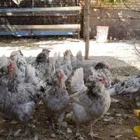 جوجه گلین طوسی