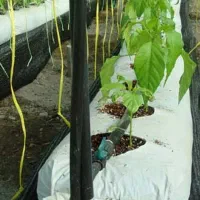 نایلون کشاورزی و گروبگ|عمده‌فروشی|ساری, |دیوار