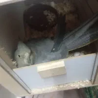 عروس هلندی|پرنده|قدس, شهرقدس|دیوار