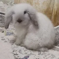 خرگوش لوپ|موش و خرگوش|پرند, فاز ۳|دیوار