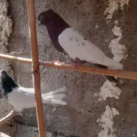 نر کله سرخ کاکلی|پرنده|قم, علی آباد سعدگان|دیوار