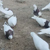 طوقی|پرنده|جغتای, |دیوار