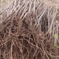 نهال انگور شرابی سردشت|گل و گیاه طبیعی|شیراز, جمال آباد|دیوار