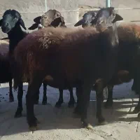 10 راس گوسفند جوان|حیوانات مزرعه|مهربان, |دیوار