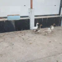 غاز