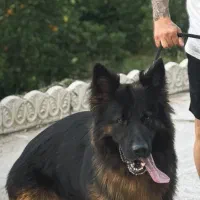 کشش با ماده بلک اصیل