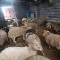 گوسفنده قربانی|حیوانات مزرعه|رشت, لاکان|دیوار