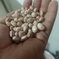 سلام خدمت دوستان گل لوبیا چیتی