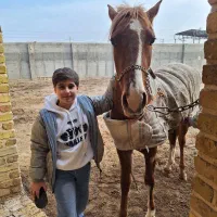 اسب مادیان 2 ساله