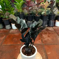 گیاهان مقاوم چ نگهداری آسان آپارتمانی