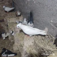 سبز و سفید جوجه سرونج زرد هردو جوجه یک اغول جفت نر|پرنده|میان جلگه, |دیوار