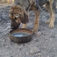 فروش بره نر همو زیگوت درجه یک|حیوانات مزرعه|بسطام, |دیوار