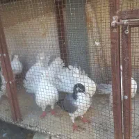 دم چتری چهار جفت قیمت هریک جفت یک