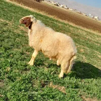 ورن گوسفند قوچ