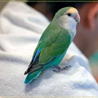طوطی کوتوله برزیلی نر