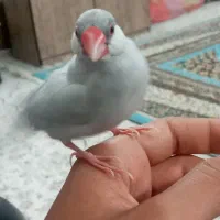 فنج فول دستی