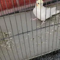 عروس هلندی ماده لوتینو|پرنده|لار, |دیوار