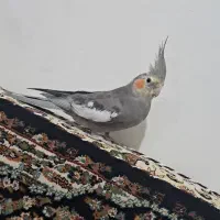 عروس هلندی|پرنده|قروه, |دیوار