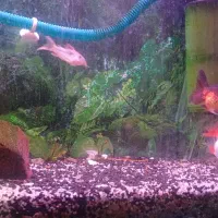 گلدفیش تری کالر|ماهی|شیراز, کوشک میدان|دیوار