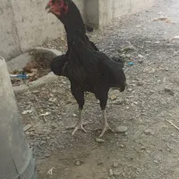 مرغ لاری شش دانگ تمیز و مرتب
