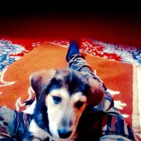 یک توله ۳ماه ژرمن مکس اصیل