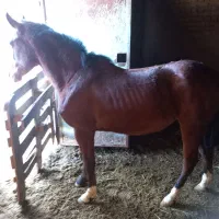 فروش کره مادیان شجره دار درجه ۱