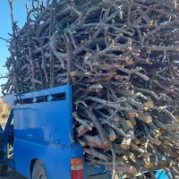 خرید انواع چوب درخت به روز قیمت