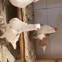 کفتر