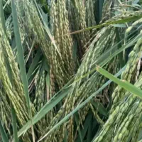 زمین برنج برای کاشت برمیداریم