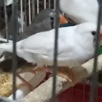 فنچ نر و ماده|پرنده|ری, دیلمان|دیوار