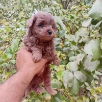 توله آپارتمانی