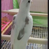 جفت عروس هلندی دوکت‌مهر