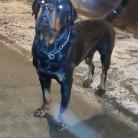 واگذاری ژرمن روت پیتبول|سگ|تهران, سلسبیل شمالی|دیوار